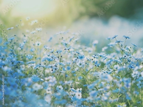 Fototapeta Field of delicate blue wildflowers in soft focus, creating a serene and tranquil natural scene.