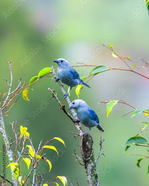 Obraz blue-gray tanager pair