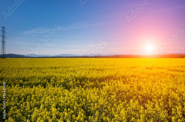 Fototapeta Sunset above colza field