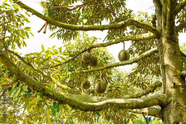 Fototapeta durian