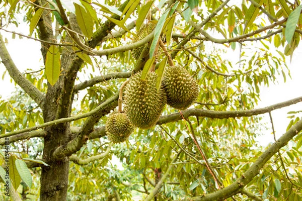 Fototapeta durian