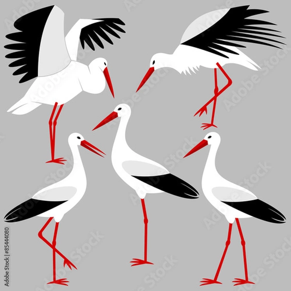 Fototapeta Stork