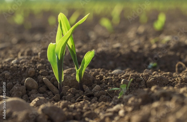 Fototapeta Young wheat seedlings