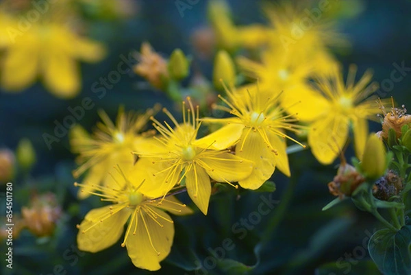 Obraz オトギリソウ
