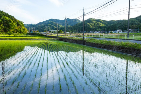 Obraz 田植え後の田んぼのある風景 鳥取県 鳥取市