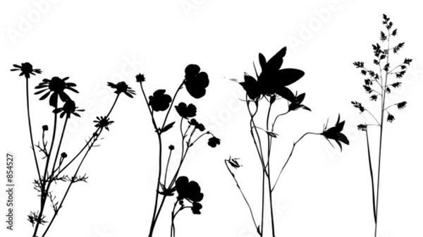 Fototapeta field flowers, herbs and plants, vector, traced