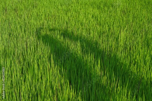 Obraz The rice fields are yellow with many rice plants in the rice planting season of the farmers. It looks very beautiful and shady.