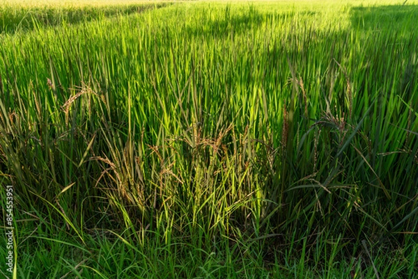 Obraz The rice fields are yellow with many rice plants in the rice planting season of the farmers. It looks very beautiful and shady.