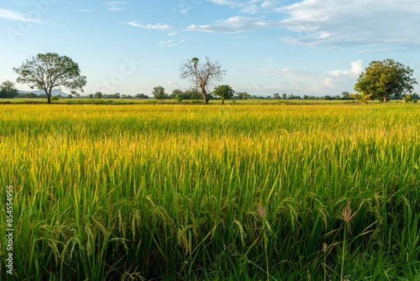 Obraz Three big trees in the middle of a rice field with bright yellow rice plants in the evening atmosphere, looking comfortable and beautiful.