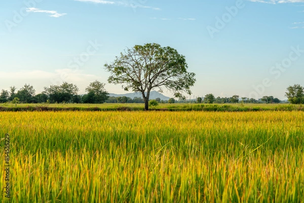 Obraz A big tree in the middle of a rice field with yellow rice plants in the evening atmosphere, looking comfortable and beautiful.