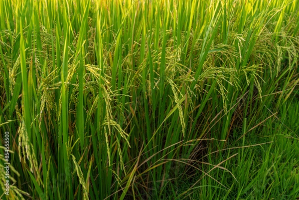 Obraz The rice fields are yellow with many rice plants in the rice planting season of the farmers. It looks very beautiful and shady.