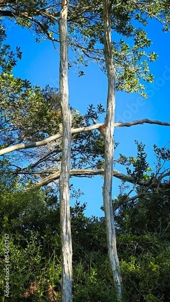 Fototapeta An unusual natural noughts and crosses formed by interlocking gumtrees.