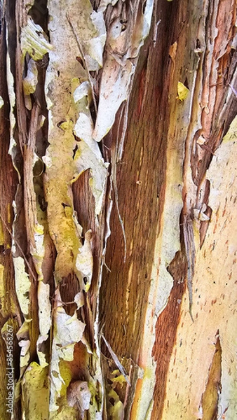 Fototapeta Close-up of a warm, striped paperbark gumtree.