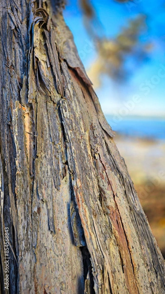 Fototapeta A close-up of a gumtree trunk on the beach.