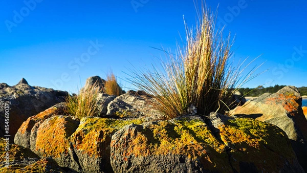 Fototapeta Orange lichen covered boulders crowd together at the beach, topped by straggly sea grass.