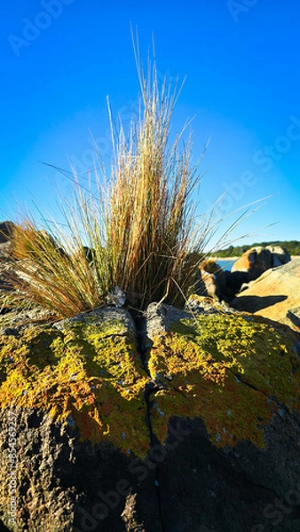 Fototapeta Orange lichen covered boulders crowd together at the beach, topped by straggly sea grass.