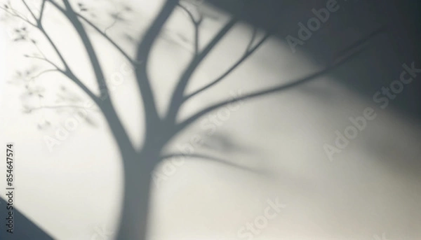 Fototapeta 白い壁に映る木の柔らかな影　壁紙　背景