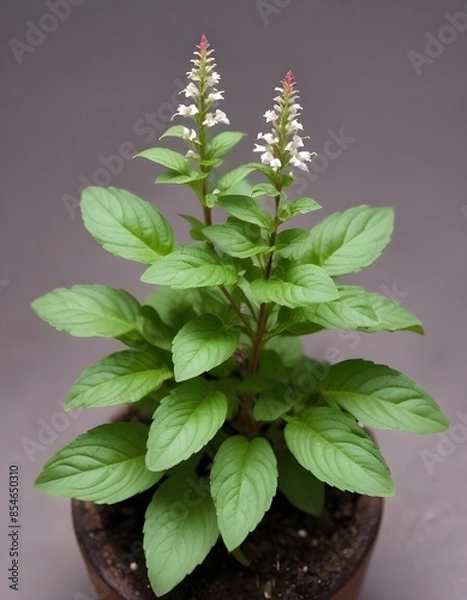 Obraz Thai basil