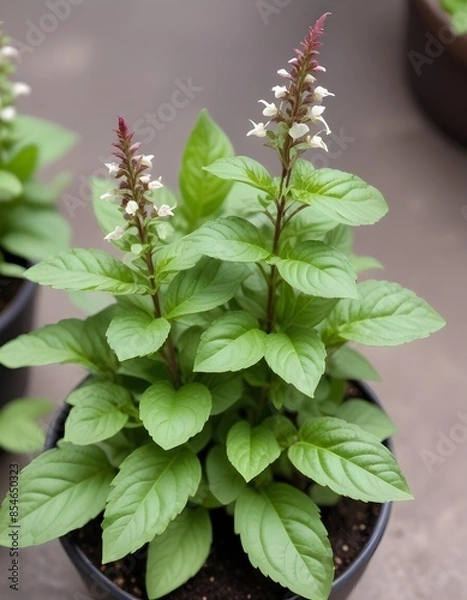 Obraz Thai basil