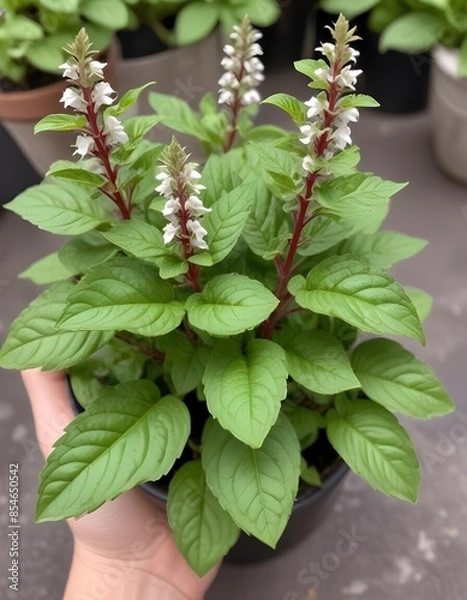 Obraz Thai basil