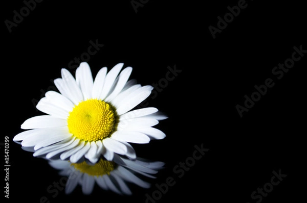 Fototapeta белые ромашки с отражением на черном фоне