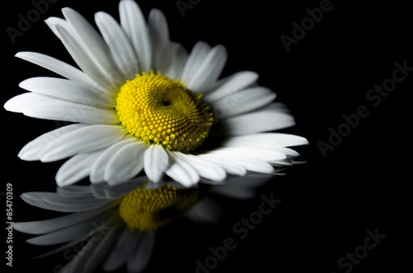 Obraz белая ромашка с отражением на черном фоне