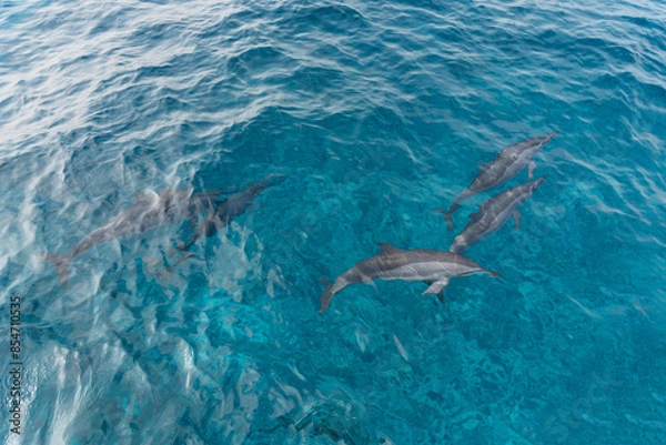 Fototapeta dolphin in Lakshadweep Island, India