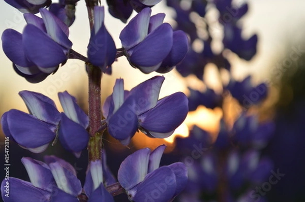 Obraz красивые лепестки люпина на закате