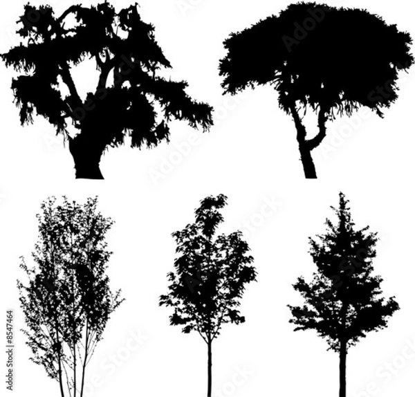 Fototapeta Set isolated trees. Silhouettes