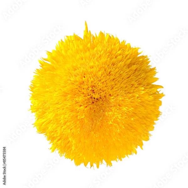 Obraz Teddy Bear Sunflower Isolated