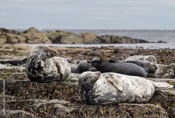 Obraz Farne Island Grey Seals