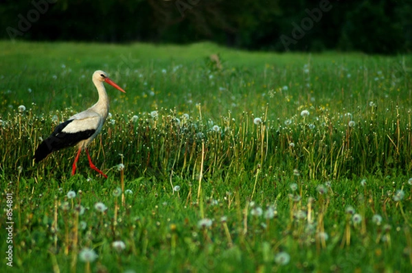 Obraz walking stork 7350