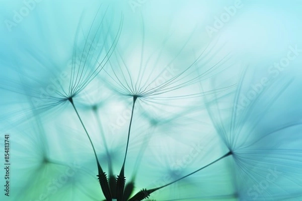 Fototapeta Close up of delicate dandelion seed with blurred seeds in soft blue sky, highlighting texture