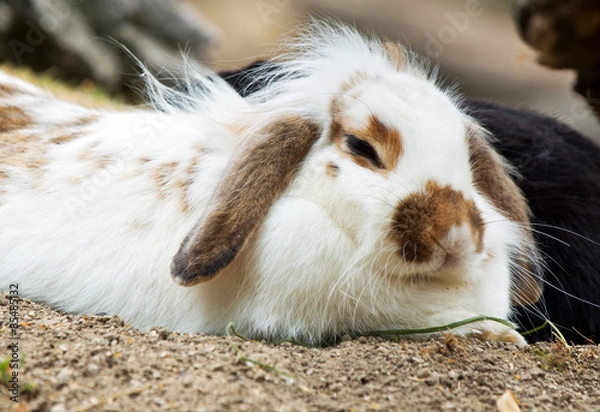 Obraz cute bunny sleeping