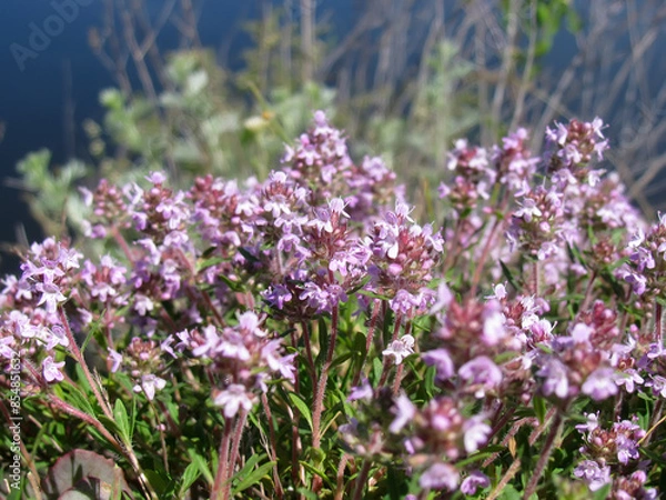 Obraz Purple-pink flowers of wild thyme
