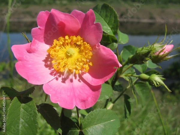 Obraz Wild rose