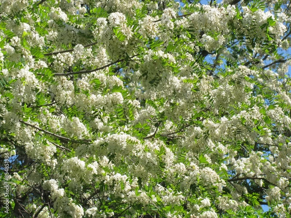 Obraz Robinia pseudoacacia background