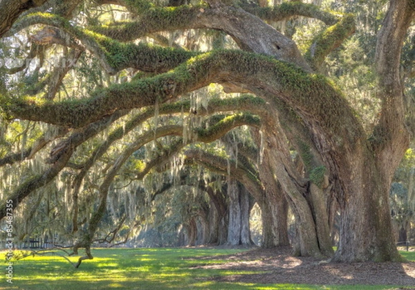 Obraz Live Oak Tree 