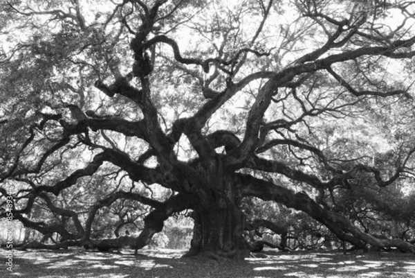 Obraz Angle Oak Tree –  Majestic live oak angle tree in black and white