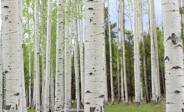 Obraz Aspen Trees near Colorado in autumn