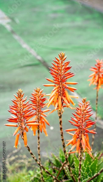 Obraz アロエの花