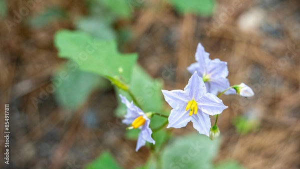 Obraz ワルナスビ