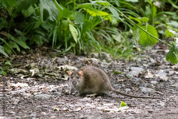 Obraz Brown Rat feeding on some bird seed
