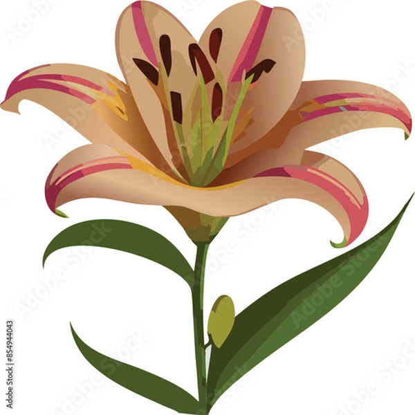 Fototapeta lily vector flower