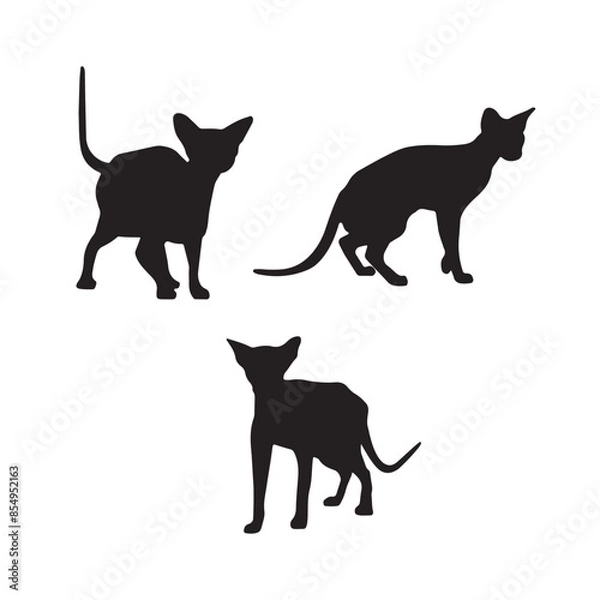 Obraz black cat silhouette