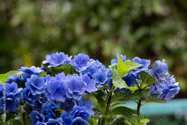 Obraz 雨の中に咲く青いアジサイ