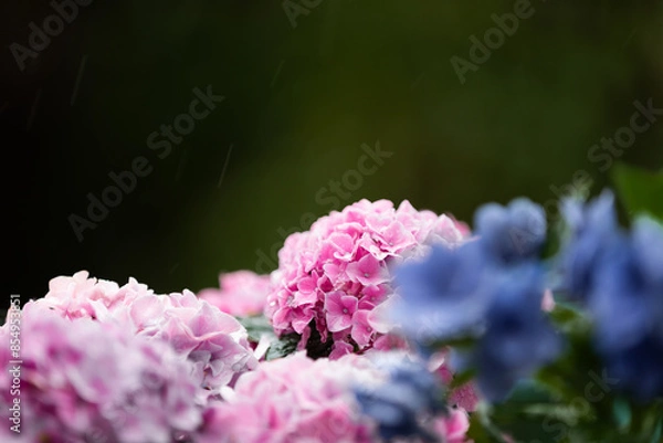 Obraz 雨の中に咲くピンクのアジサイ