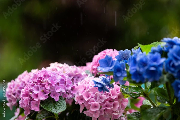 Obraz 雨の中に咲くピンクのアジサイ