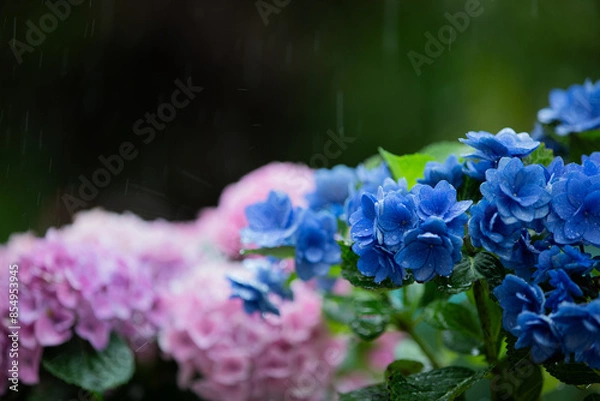 Obraz 雨の中に咲く青いアジサイ