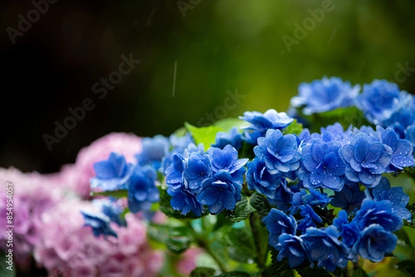 Obraz 雨の中に咲く青いアジサイ